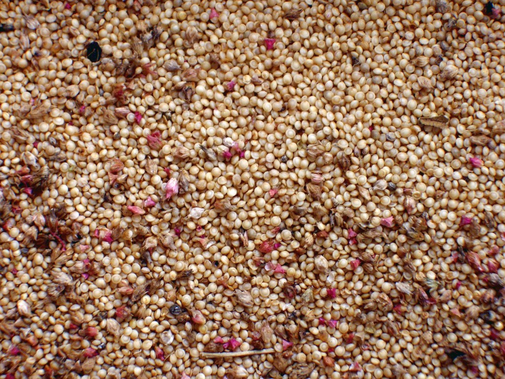 Amaranth seeds