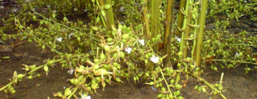 Cardamom Plant NatureLoc