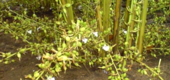 Cardamom (Elachi) -True (green) and Black cardamom