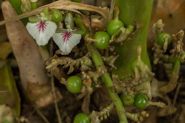 NatureLoc cardamom plant in munnar