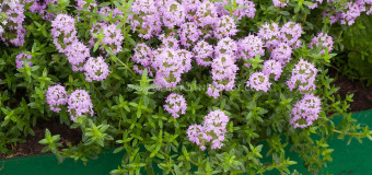 Thyme – An aromatic and medicinal herb