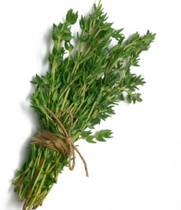 Thyme – An aromatic and medicinal herb