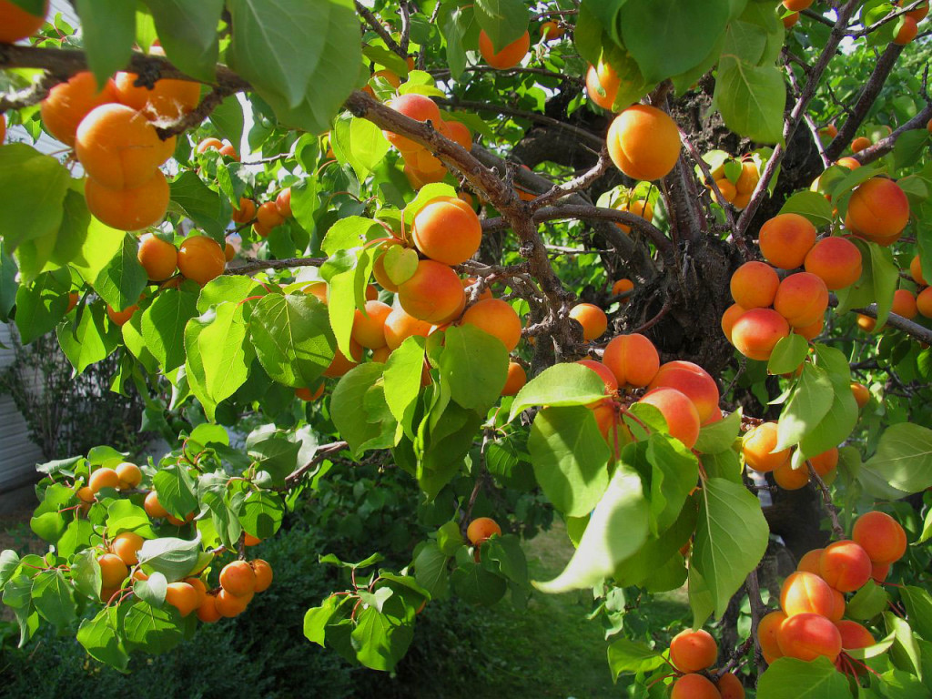 apricot-fruit tree