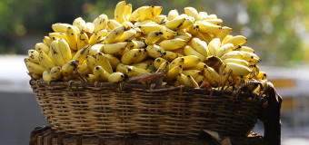 Banana – Golden Fruit – Nature’s secret of perpetual youth