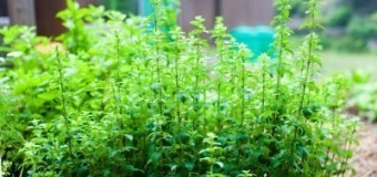 Oregano – Joy of the mountain – Niche Crop