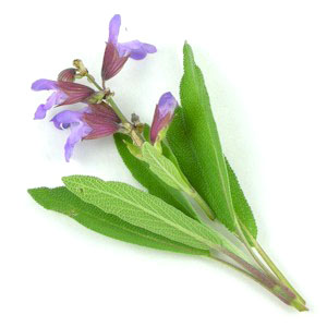 sage-leaves medicinal values culinary uses