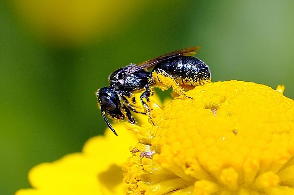 Stingless bees -meliponiculture cheruthen natureloc