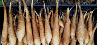 Arrowroot – Maranat Aurundinacese -Koova – Herbal medicine