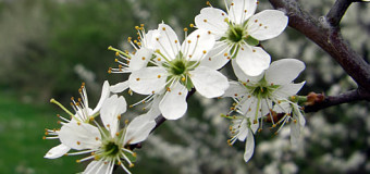 Blackthorn tree – Health Benefits