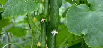 How cucumber is good for health?