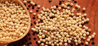 what is white pepper ? How is it  prepared ?