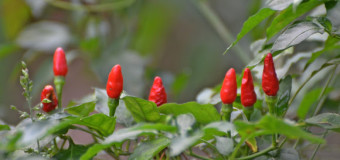 Kanthari mulaku – Bird’s eye chilli – The Spice warehouse in a little green pack