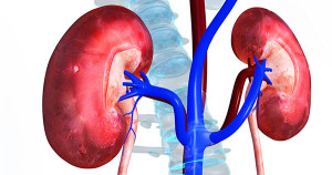 different stages in kidney diseases