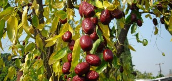 Jujube Fruits (Red date) – Health benefits and Medicinal Values