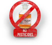 no-pesticides in organic foods