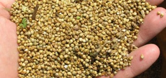 Millets varieties – Pearl Millets (bajra) Health benefits