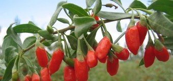 Goji Berries / Wolfberry – A Natural Fruit – Anti Aging Berry