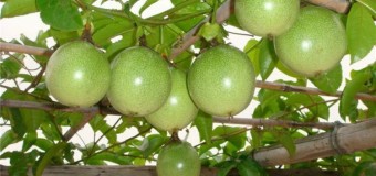 Passion Fruit (Grandilla)  – Health benefits and medicinal values