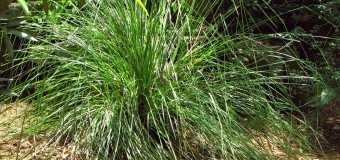 Vetiver roots and oil (Ramacham) Traditional and Medicinal uses