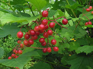 cran berry fruits health benefits natureloc