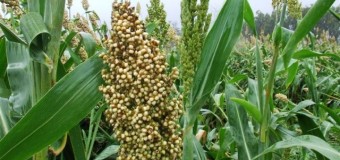Sorghum (Jowar) – Millets varieties – Nature-cared crop