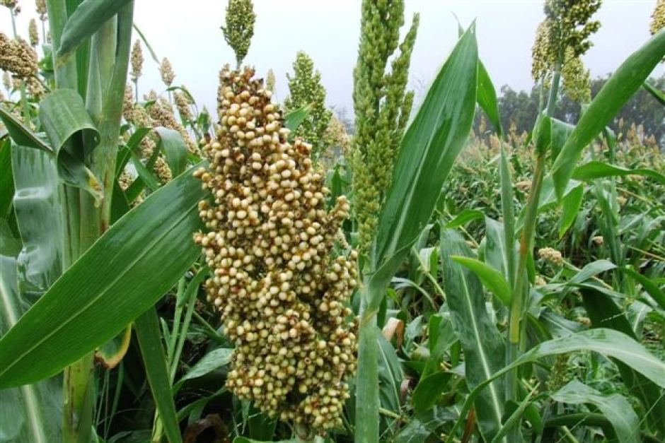 (Jowar) Millets varieties Naturecared crop Healthyliving