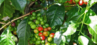 Coffees from cherry to cup  – Refresh the taste buds