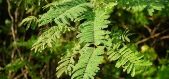 Incha or Enja (Nikuncham,Eencha Acacia caesia wild) – Natural herbal scrubber