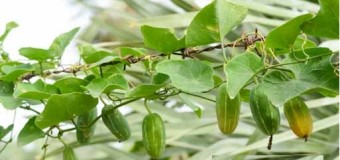 Tindora (Ivy gourd or Kovakka)-Nutritive value of vegetables