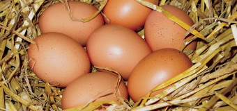 Eggs – Role of eggs in your diet