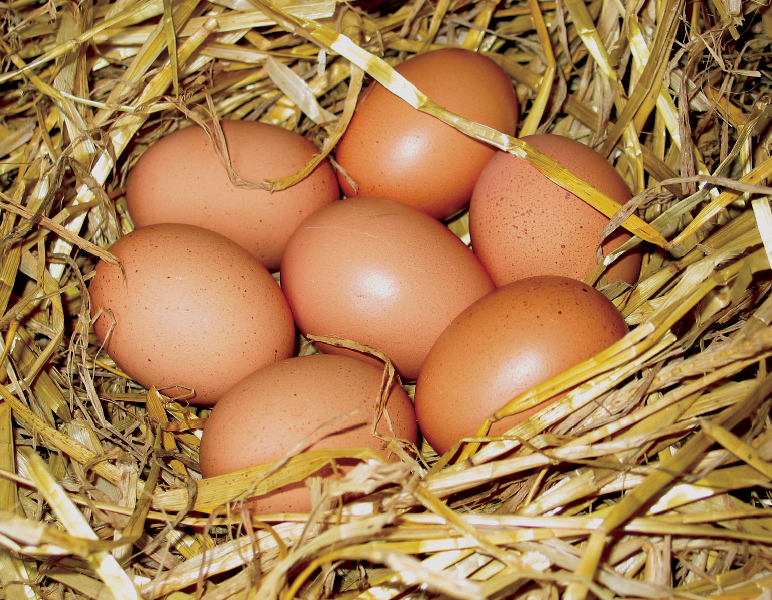 eggs health benefits quail eggs