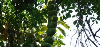 Kakkumkaya – Entada rheedii – African Dream Herb