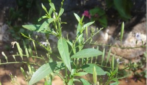 Kiriyath (കിരിയാത്ത്) - Chirata (Swertia chiratta) - Nilavepp (നിലവേപ്പ്) natureloc