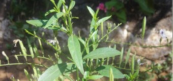 Kiriyath – Chirata (Swertia chiratta) – Nilavepp Medicinal plant