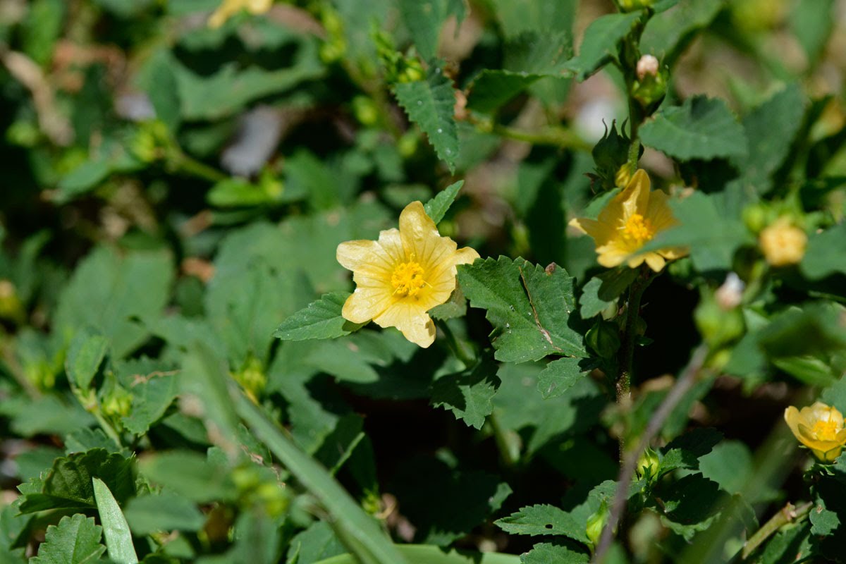 Kurumtotti Kurunthotti Bala Common Wireweed Sida