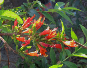 Thathiripoovu താതിരിപ്പൂവ് Woodfordia Fruticosa Fire-flame Bush natureloc