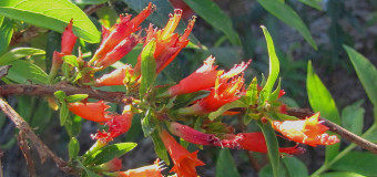 Thathiripoovu (Woodfordia Fruticosa) – Fire-flame Bush