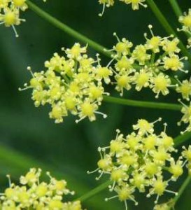 Asafoetida - kayam (കായം) hing - A tempting spice and trusted medicinal herb (Ferula assafoetida L)