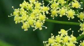 Kayam – asafoetida – hing – A common culinary herb for flavouring