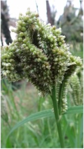 finger millet plant natureloc