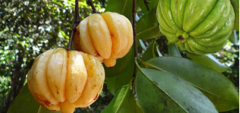 Kudampuli – Garcinia cambogia – Malabar Tamarind