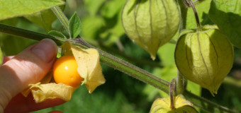 Cape Gooseberry (Physalis peruviana) Notanodiyan pazham