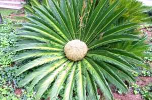 sago-palmchowari plant natureloc