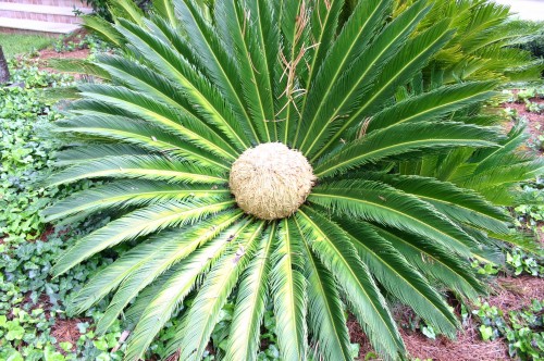 Sago Pearls Palm or Chowari (Metroxylon Sagu)