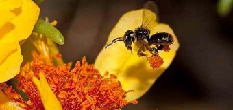 Stingless Bee Honey – Dwarf Honey Bees