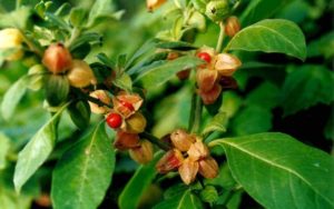 Ashwagandha (Withania somnifera) Ayurvedic herb for weight loss