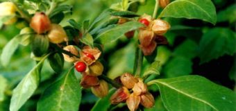 Ashwagandha (Withania somnifera) – weight loss herbs
