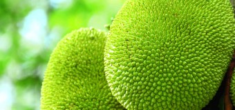 Jackfruits Nutritional compositions