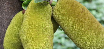 Jackfruit products – Kitchen friendly products with no preservatives