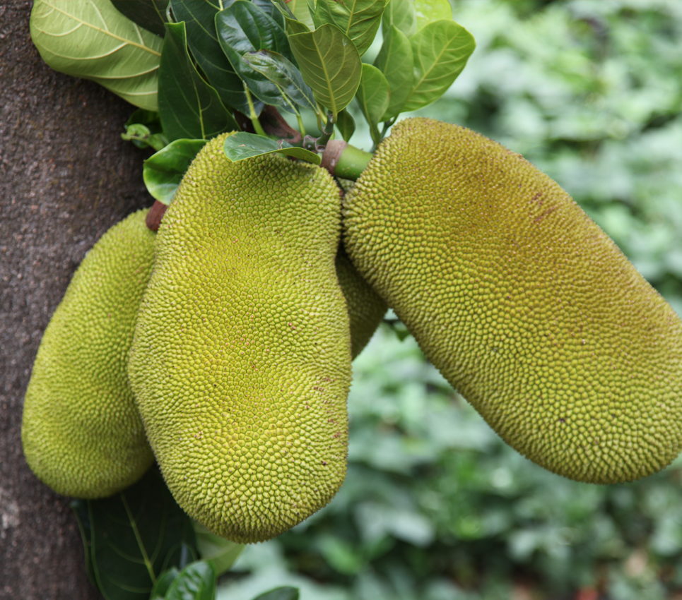 10-suprising-benefits-of-jackfruit-which-you-never-knew-jackfruit